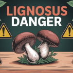 lignosus danger champignon illustration alerte