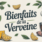 verveine bienfaits the ou tisane tasse fumante avec feuilles