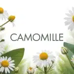 Illustration camomille fleurs blanches jaunes feuilles vertes sérénité