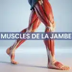 Illustration des muscles de la jambe avec les trois loges anatomiques