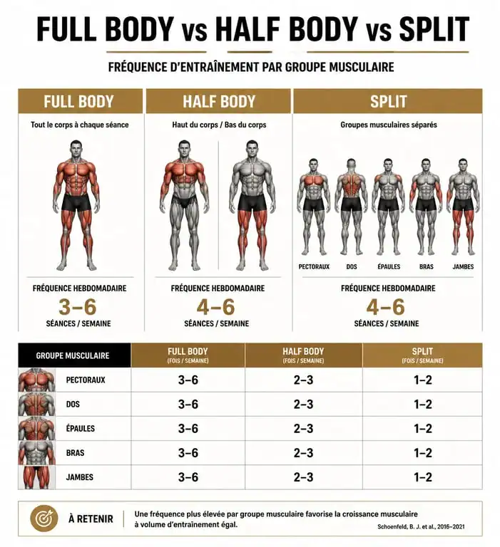 Comparatif des programmes de musculation Full Body, Half Body et Split pour optimiser son entraînement hebdomadaire.