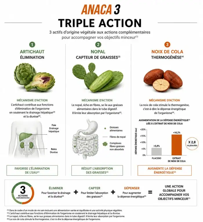 Infographie explicative du fonctionnement des actifs Anaca 3 perte de poids