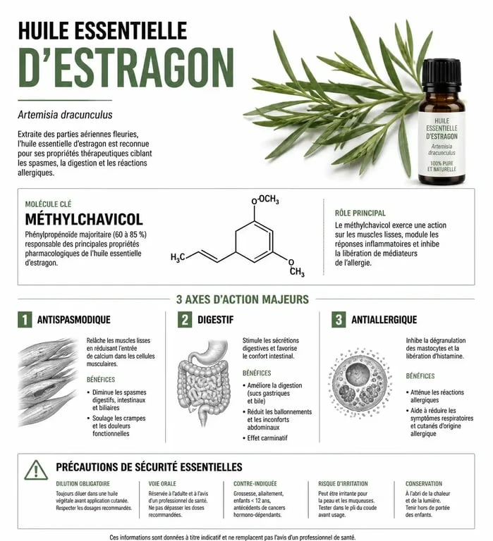 Infographie sur les bienfaits et précautions de l'huile essentielle d'estragon pour la santé
