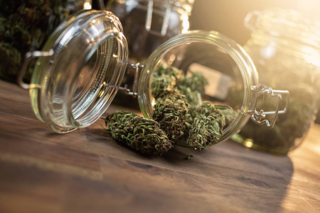 Quelle fleur CBD correspond vraiment à vos sens ?